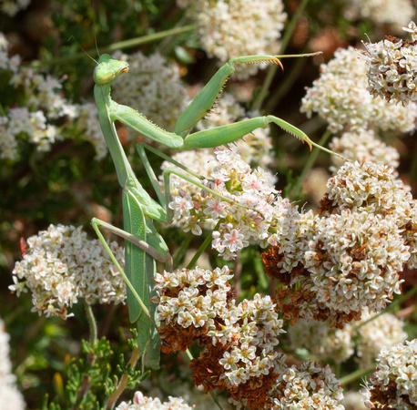Bordered Mantis - Stagmomantis limbata