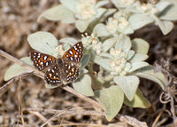 Behr's metalmark - Apodemia virgulti