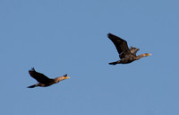 Double-crested Cormorant - Phalacrocorax auritus