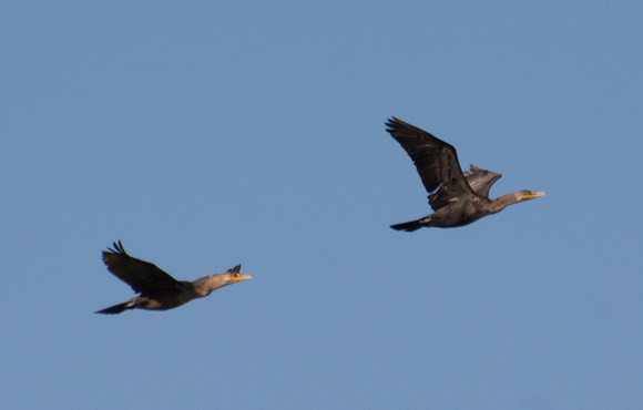 Double-crested Cormorant - Phalacrocorax auritus