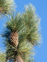 Coulter pine - Pinus coulteri