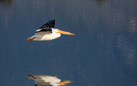 American White Pelican - Pelecanus erythrorhynchos