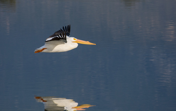 American White Pelican - Pelecanus erythrorhynchos