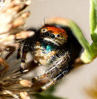 Jumping spider - Phidippus nikites