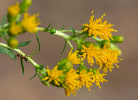 Goldenbush - Isocoma menziesii