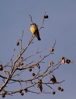 Cassin's Kingbird - Tyrannus vociferans