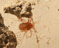 Whirligig mite