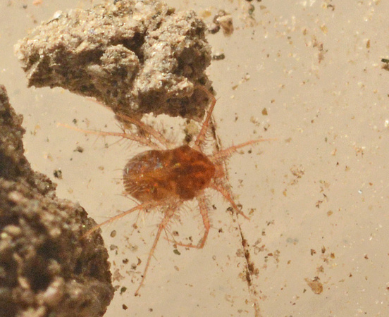 Whirligig mite