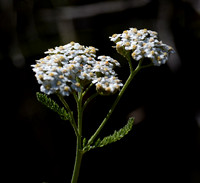 Yarrow - Achillea millefolium