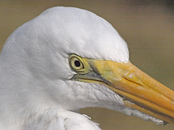 Great Egret - Ardea alba (Basic)