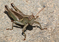 Yarrow's grasshopper - Melanoplus yarrowii