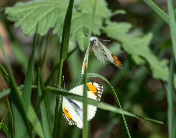 Sara orangetip - Antocharis sara