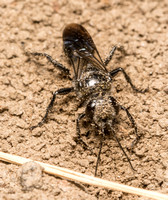 Square-headed Wasp - Astata sp..