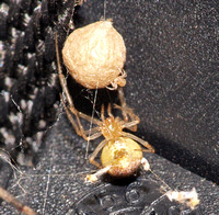 Theridion sp.  (murarium??)