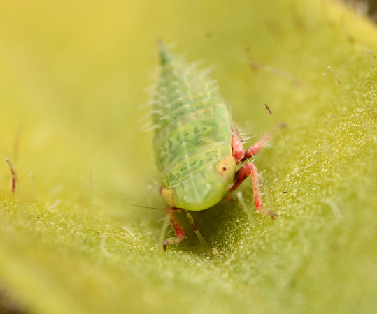 Leafhopper - Acinopterus sp.