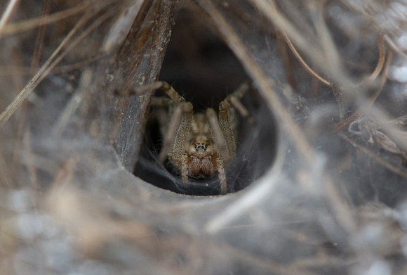 Grass spider - Agelenopsis aperta