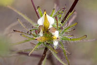 Stiffbranch Bird's Beak - Cordylanthus rigidus