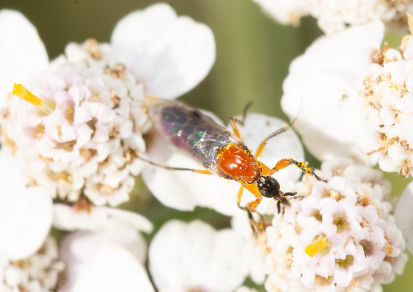 March fly - Dilophus occipitalis