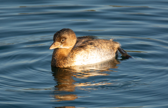 Pied-billed Grebe - Podilymbus podiceps