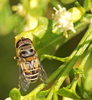 Drone fly - Palpada alhambra