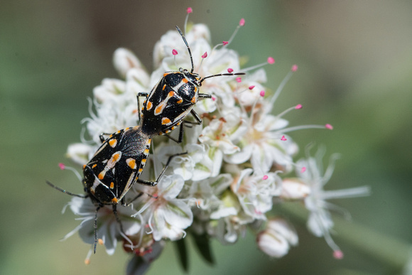 Painted bug - Bagrada hilaris