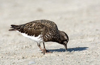 Black Turnstone - Arenaria melanocephala