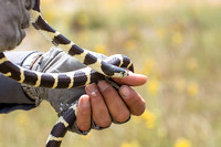 California kingsnake - Lampropeltis getula californiae