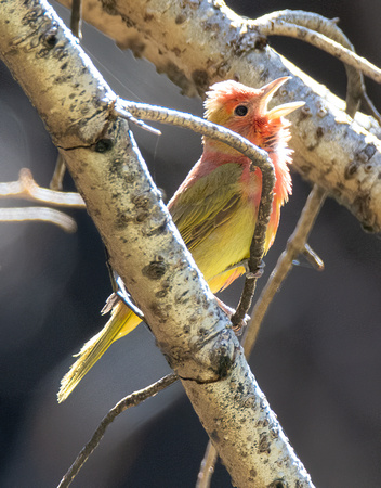 Summer Tanager - Piranga rubra