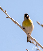 Lawrence's Goldfinch - Spinus lawrencei