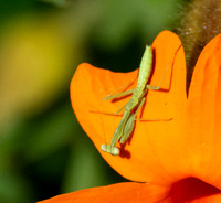 Mantid - Unidentified sp.