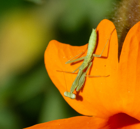 Mantid - Unidentified sp.