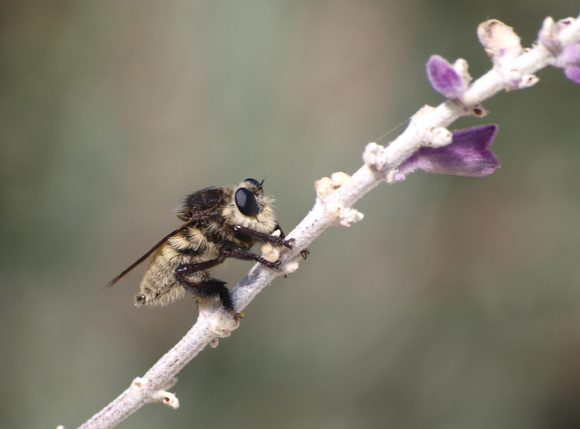 Bumble bee robber fly - Mallaphora fautrix faucticuides