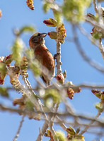 Red Crossbill - Loxia curvirostra