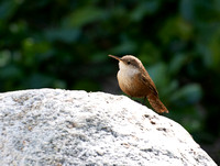 Canyon Wren - Catherpes mexicanus