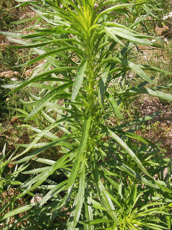 Fleabane