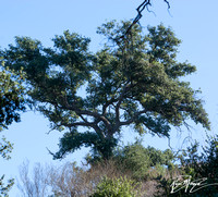 Coast Live Oak - Quercus agrifolia var. agrifolia