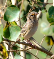 Grasshopper Sparrow - Ammodramus savannarum