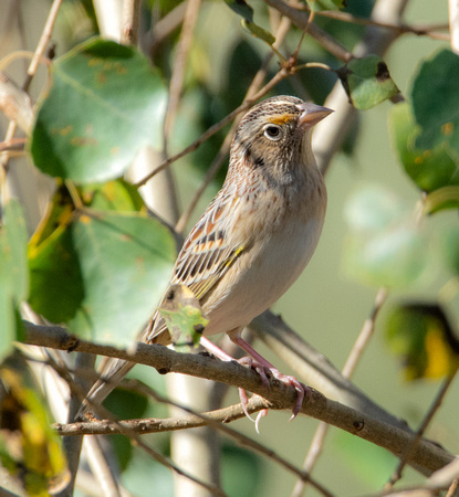 Grasshopper Sparrow - Ammodramus savannarum