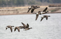 Brant - Branta bernicla