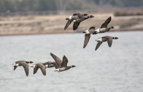 Brant - Branta bernicla