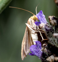 Inornate Pyrausta Moth - Pyrausta inornatalis