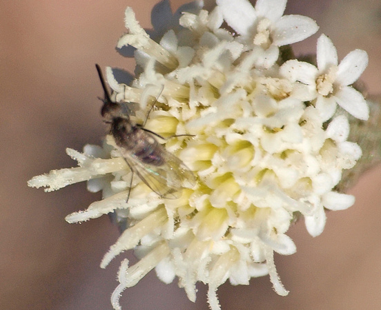 Bee Fly - Apolysis sp.