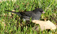 Dark-eyed Junco - Junco hyemalis (slate-colored)