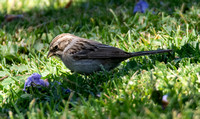 Brewer's Sparrow - Spizella breweri