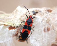 Large milkweed bug -Oncopeltus fasciatus