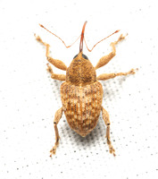 Weevil - Curculio sp.