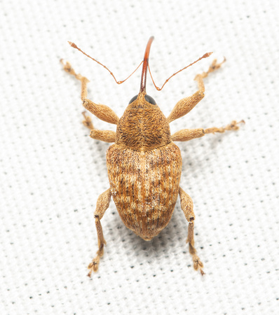 Weevil - Curculio sp.