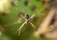 Silver argiope - Argiope argentata