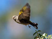 Lawrence's Goldfinch- Spinus lawrencei