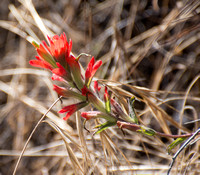 Coastal Paintbrush - Castilleja affinis